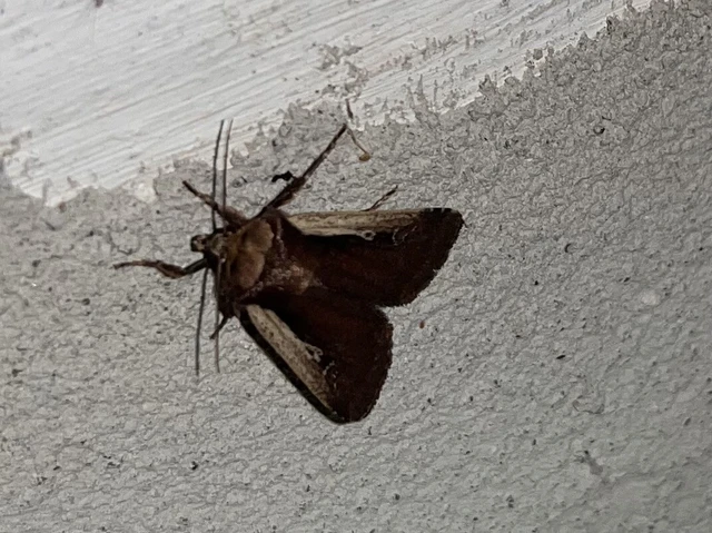 Ochropleura plecta - fehérszegélyű fűbagoly