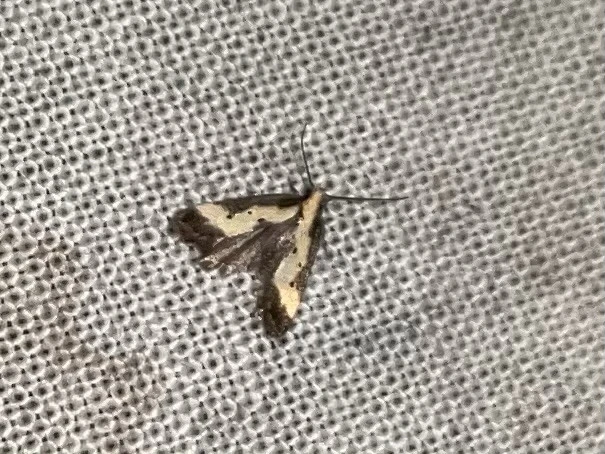 Brachmia dimidiella - citromkocsord-lápimoly