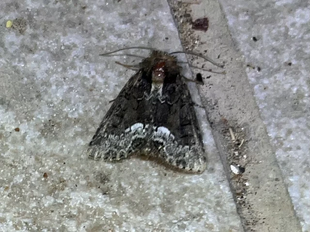 Oligia strigilis - kormos dudvabagoly