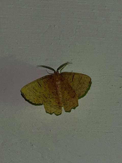 Angerona prunaria - sárga kökényaraszoló
