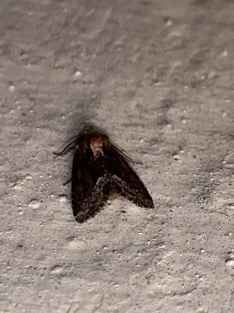 Oligia strigilis - kormos dudvabagoly