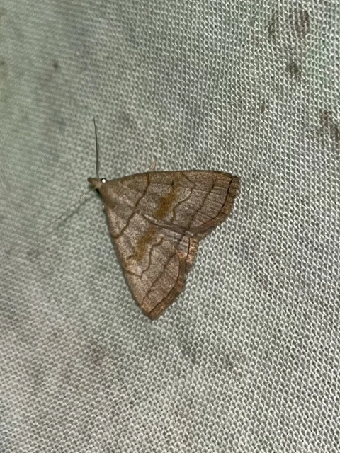 Herminia tarsicrinalis - szőröslábú karcsúbagoly