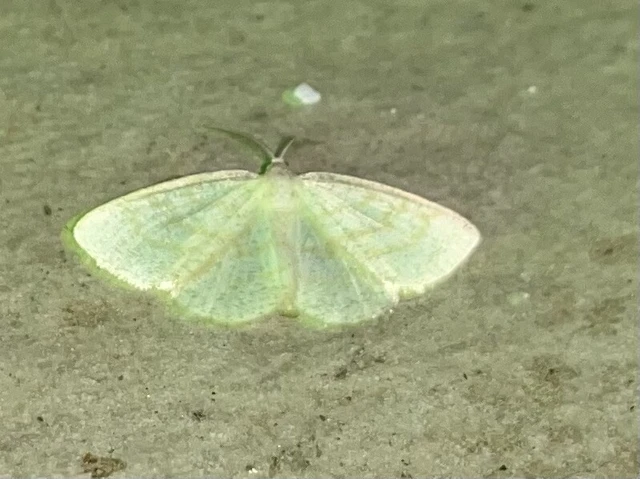 Cabera exanthemata - pettyes égeraraszoló