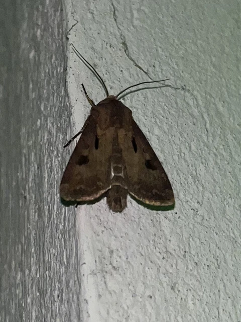 Agrotis exclamationis - felkiáltójeles földibagoly