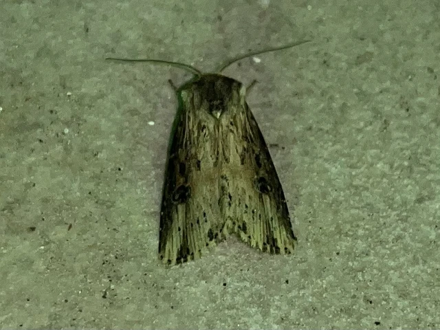 Axylia putris - vonalkás földibagoly
