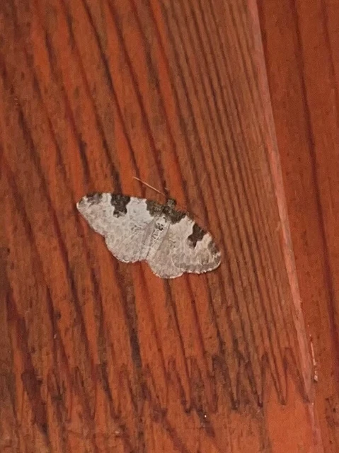 Xanthorhoe fluctuata - közönséges tarkaaraszoló