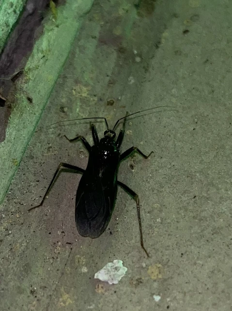 Reduvius personatus - szemetes zugpoloska
