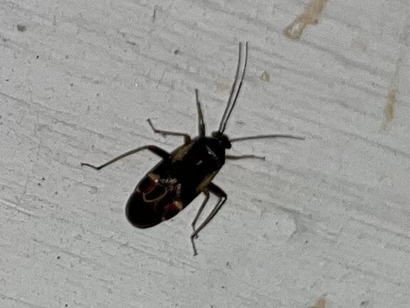 Adelphocoris seticornis - szegélyes mezeipoloska