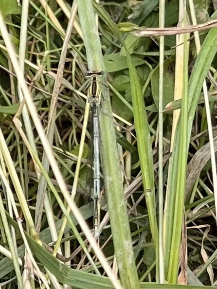Platycnemis pennipes - széleslábú szitakötő