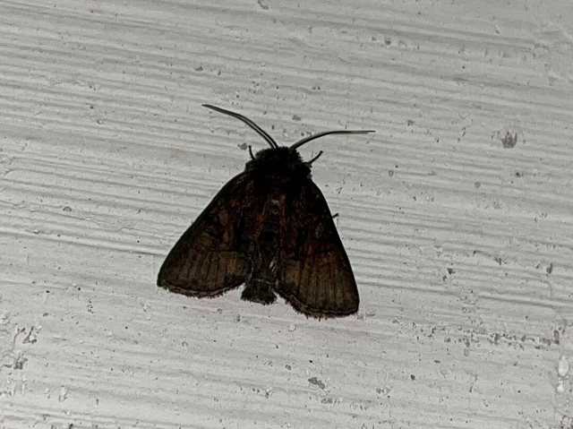 Oligia latruncula - fekete dudvabagoly