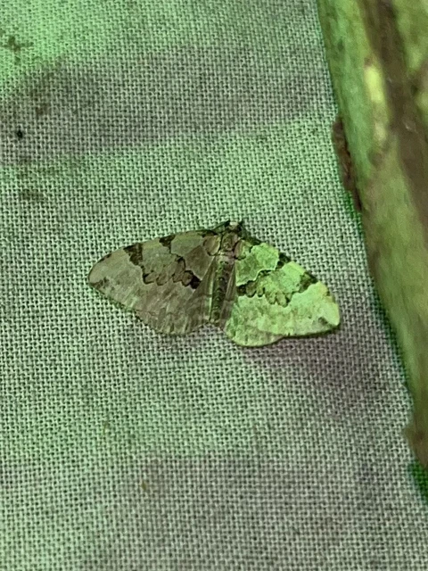 Colostygia pectinataria - zöld levélaraszoló