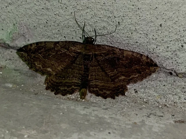 Philereme transversata - varjútövis-araszoló