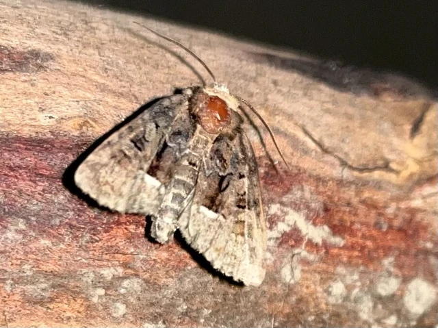 Oligia strigilis/latruncula/versicolor