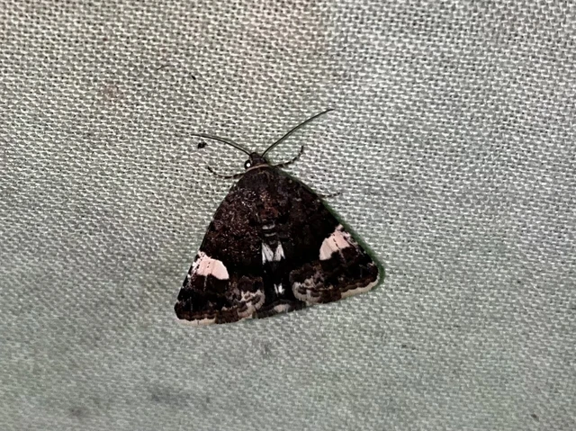 Tyta luctuosa - fekete nappalibagoly