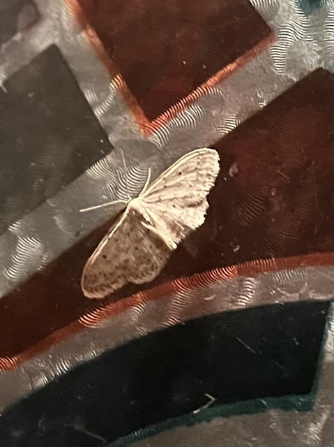 Idaea seriata - szürke apróaraszoló