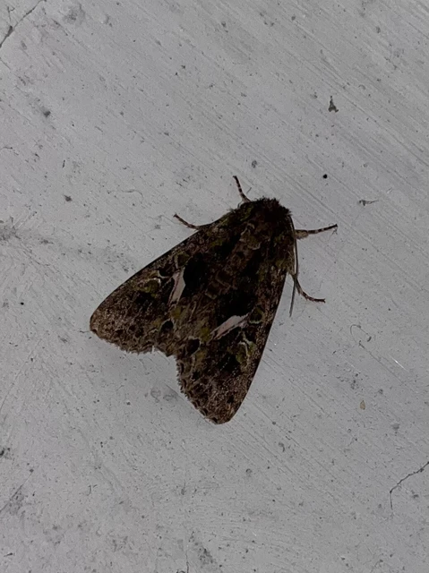Trachea atriplicis - nyári zöldbagoly