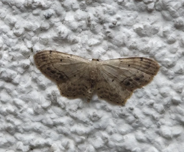 Idaea dimidiata - gyakori apróaraszoló