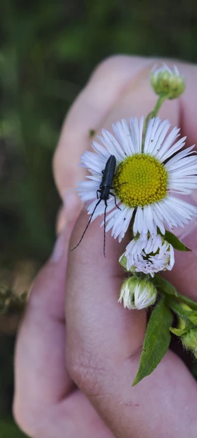 Agapanthia cardui - sávos bogáncscincér