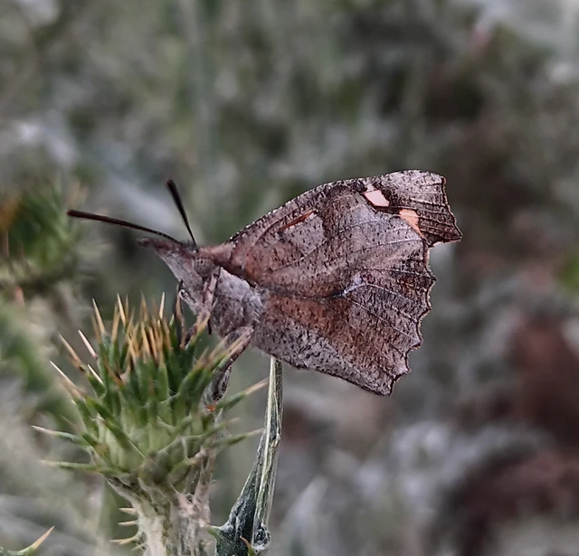 Libythea celtis - csőröslepke