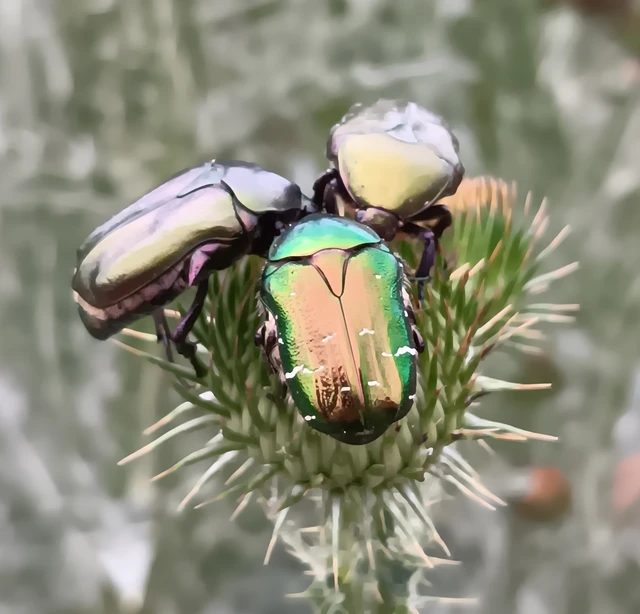 Cetonia aurata - aranyos virágbogár