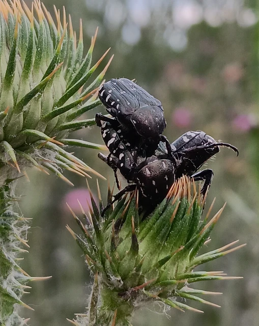 Oxythyrea funesta - sokpettyes virágbogár