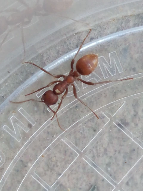Polyergus rufescens - amazonhangya