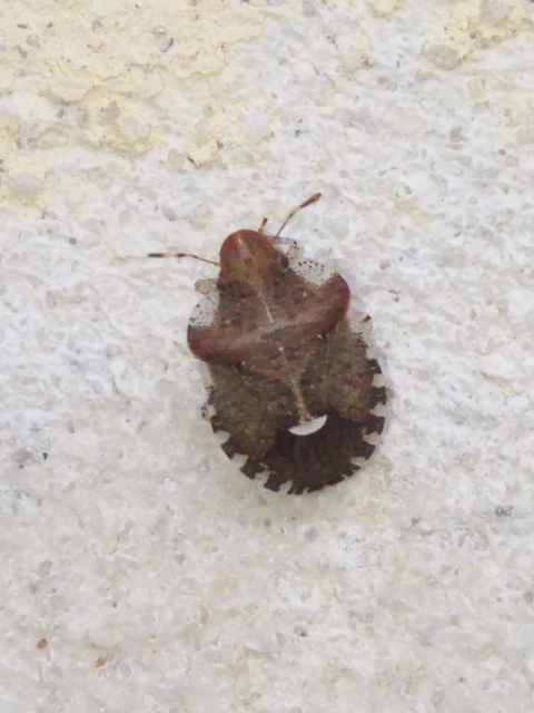 Dyroderes umbraculatus Dyroderes umbraculatus