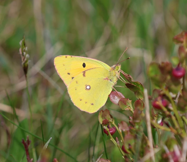 Colias croceus - sáfránylepke