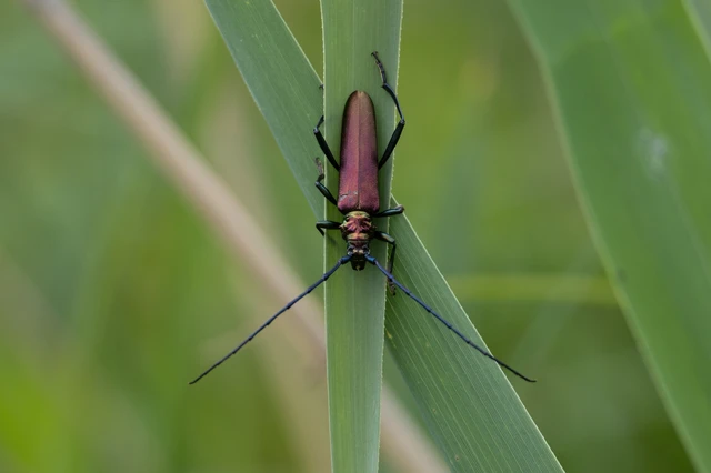 Aromia moschata - pézsmacincér