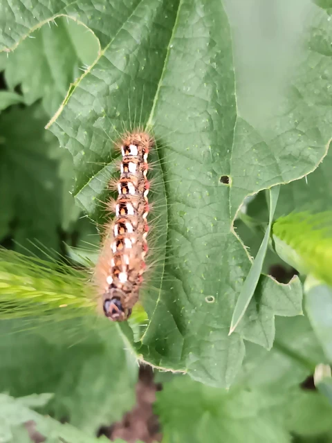 Acronicta rumicis - sóska-szigonyosbagoly Acronicta rumicis - sóska-szigonyosbagoly