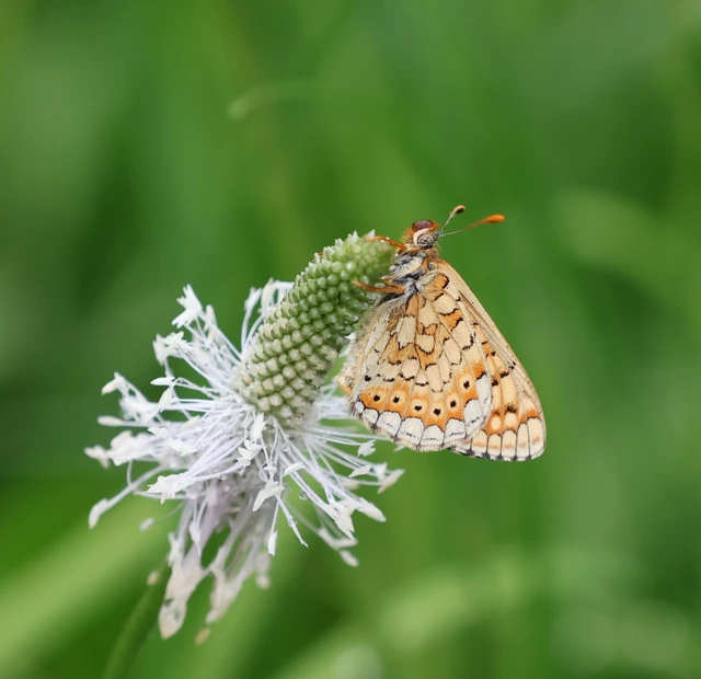 Euphydryas aurinia - lápi tarkalepke