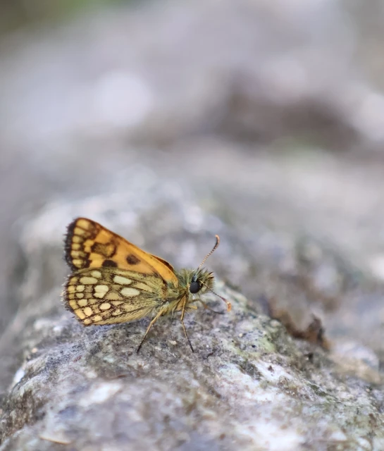 Carterocephalus palaemon - kockás busalepke