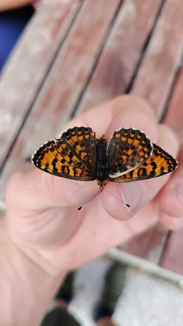 Melitaea trivia - kis tarkalepke