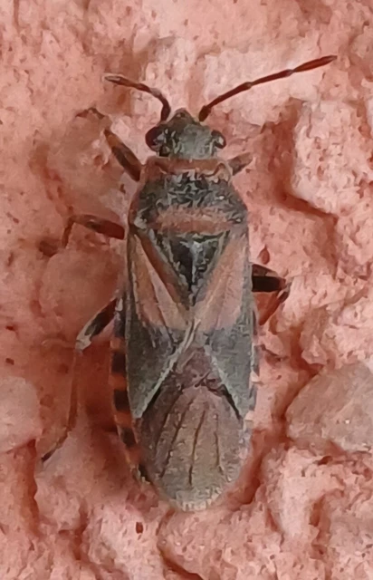 Arocatus melanocephalus