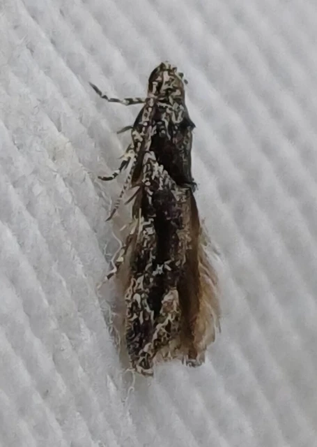 Recurvaria nanella - kis vörös-rügysodrómoly