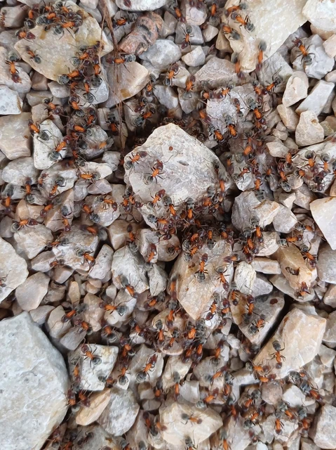 Liometopum microcephalum - tölgyfahangya