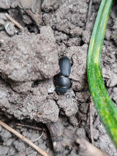 Dorcus parallelipipedus - kis szarvasbogár