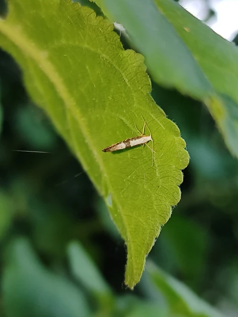 Argyresthia spinosella - kökényvirág-aranymoly