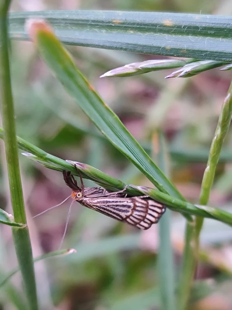 Chrysocramboides craterella - rácsos fűgyökérmoly