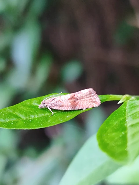 Celypha striana - pitypangfúró tükrösmoly