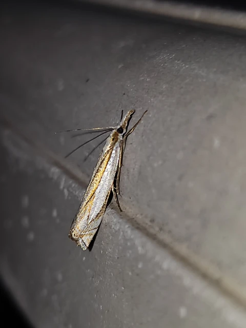 Crambus uliginosellus - mocsári fűgyökérmoly