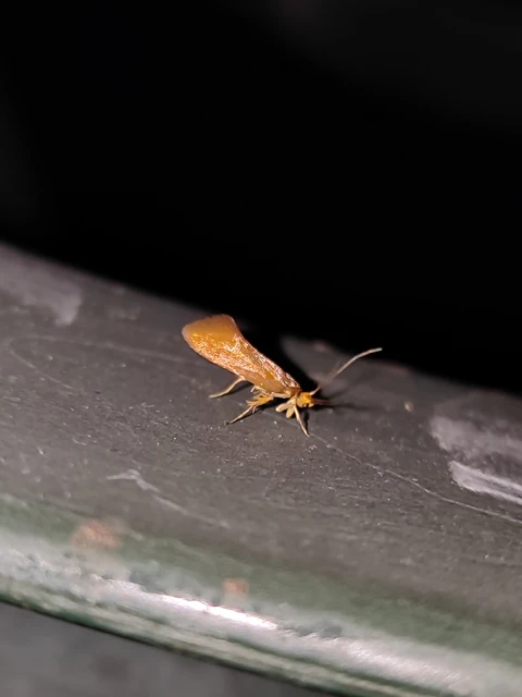 Crassa unitella - aranybarna díszmoly