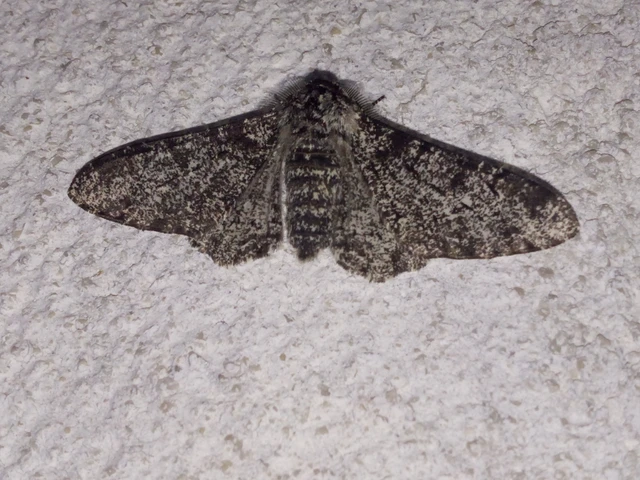 Biston betularia - szürkepettyes araszoló