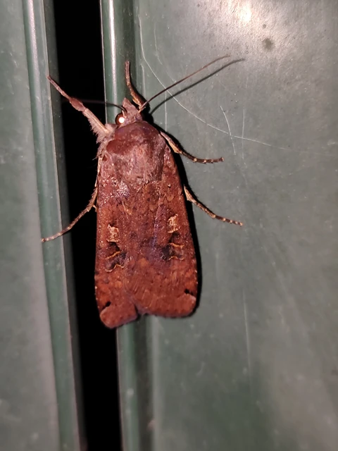 Noctua pronuba - nagy sárgafűbagoly