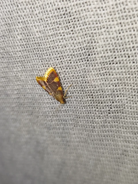 Hypsopygia costalis - szénailonca