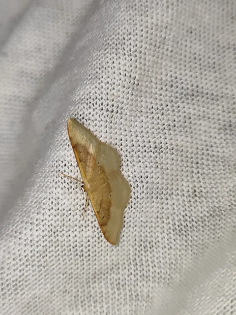 Idaea degeneraria - barnasávos araszoló