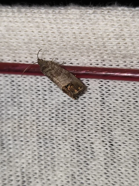 Cydia pomonella - almamoly