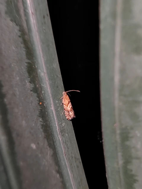 Cydia interscindana - boróka-tükrösmoly