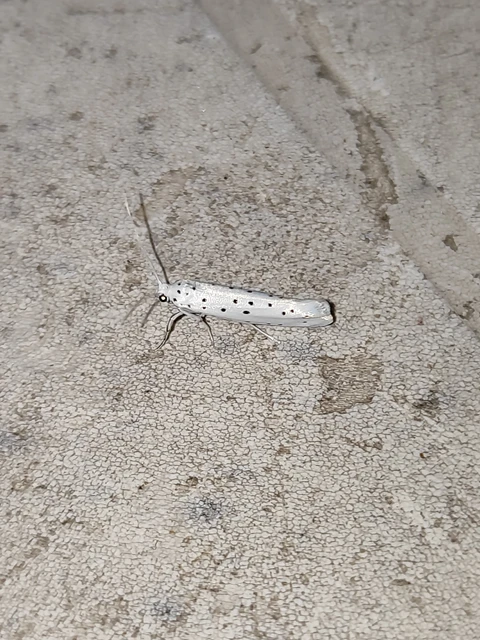 Yponomeuta