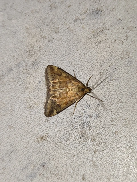 Pyrausta despicata - réti bíbormoly